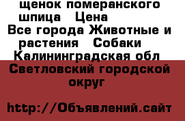 щенок померанского шпица › Цена ­ 45 000 - Все города Животные и растения » Собаки   . Калининградская обл.,Светловский городской округ 